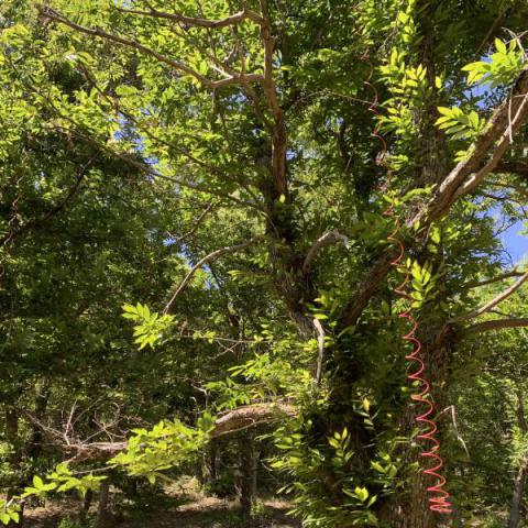 confusione sessuale contro le cidie del castagno