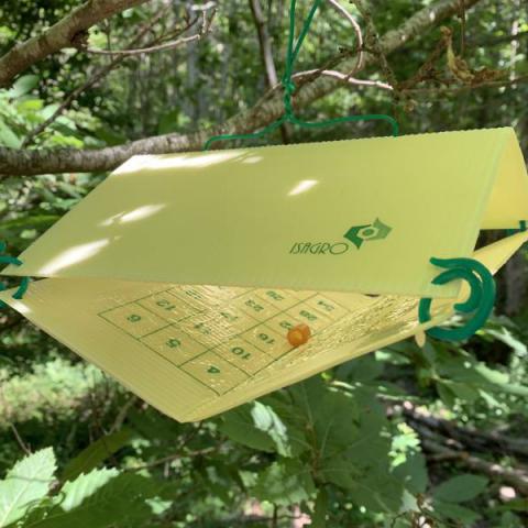 confusione sessuale contro le cidie del castagno