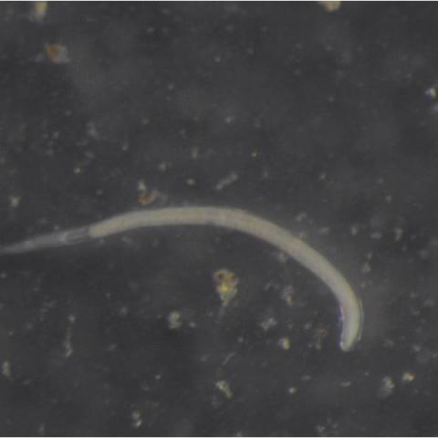  I nematodi utili per la lotta contro gli agenti del bacato